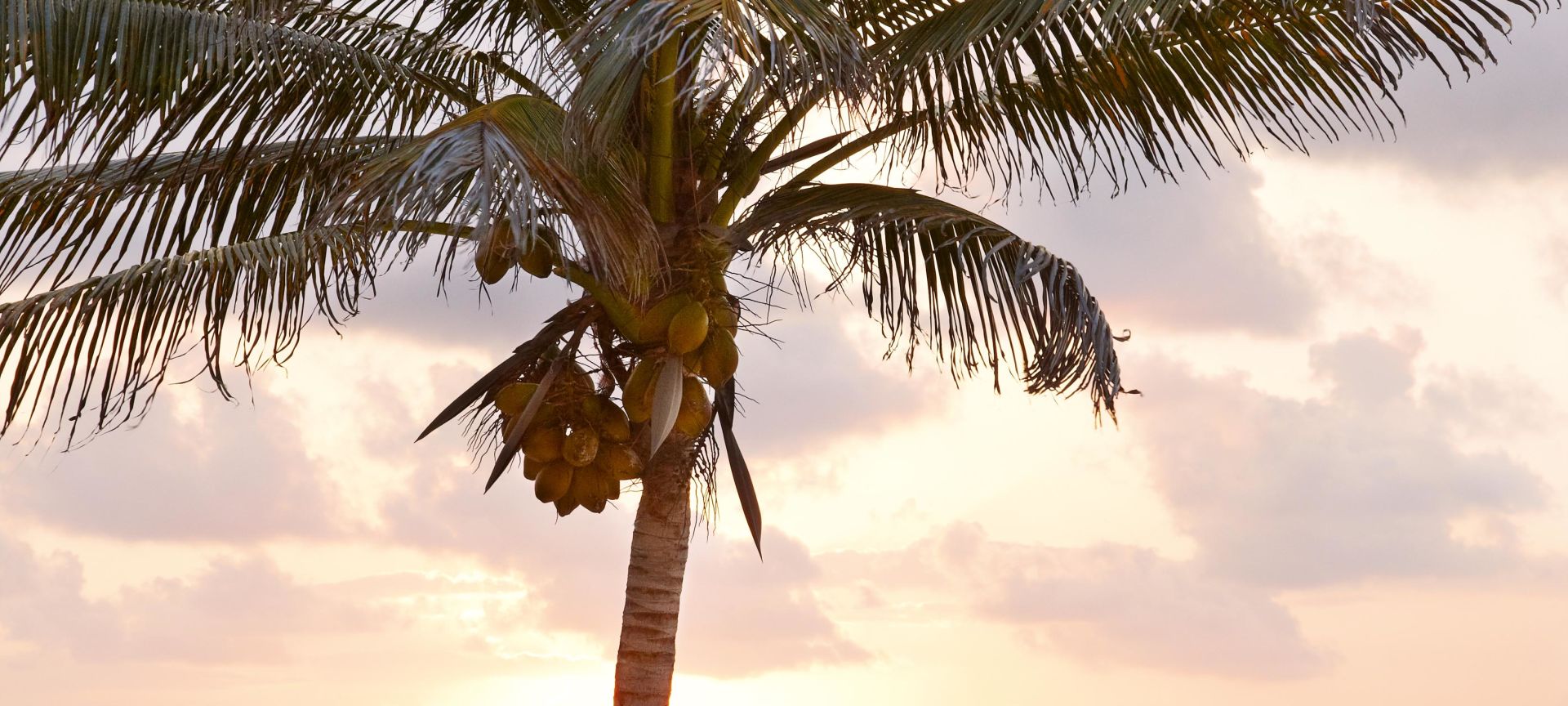 A Beach With A Palm Tree