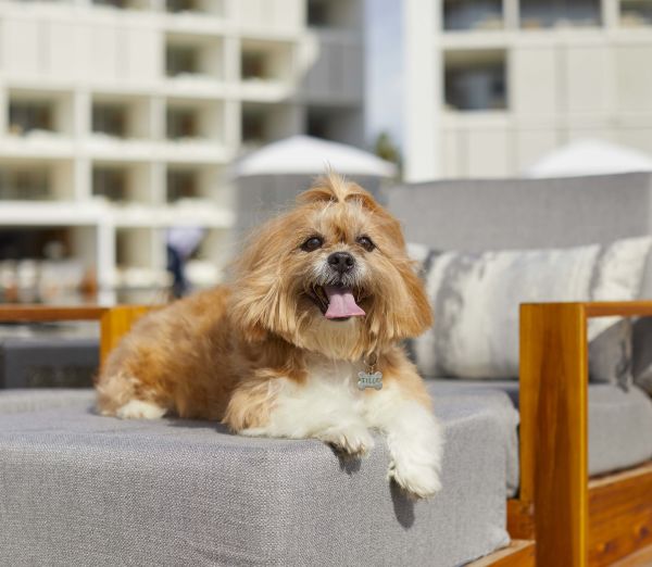 A Brown And White Dog Sitting In Front Of A Building