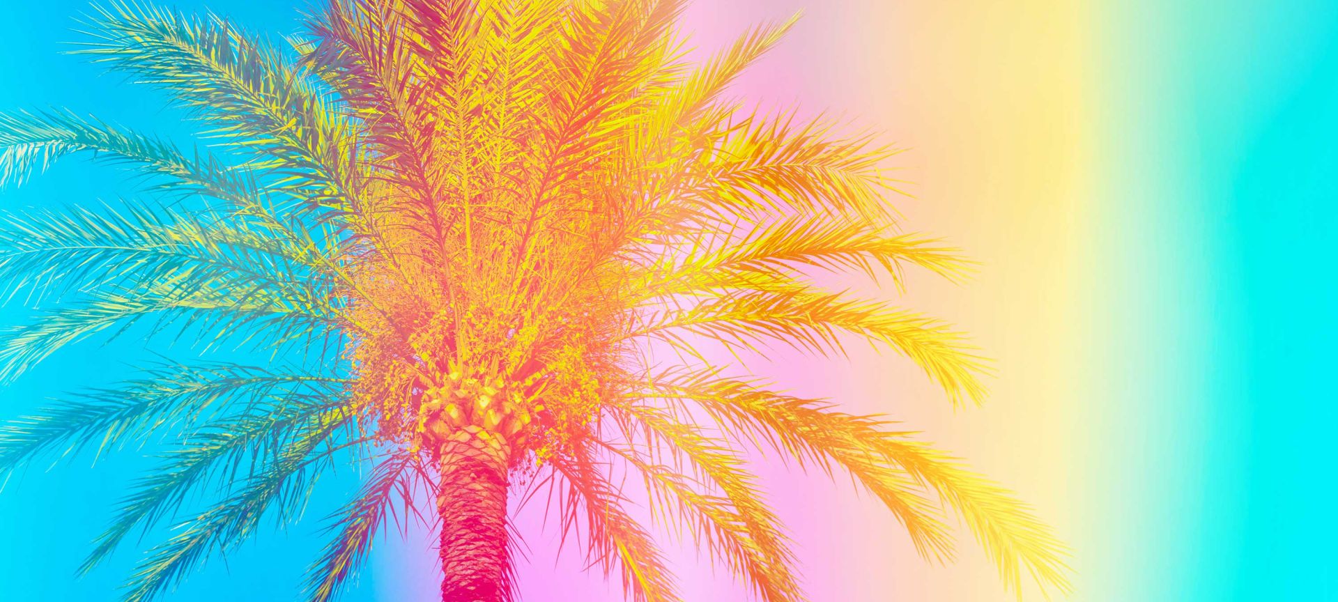 Palm Tree with Rainbow