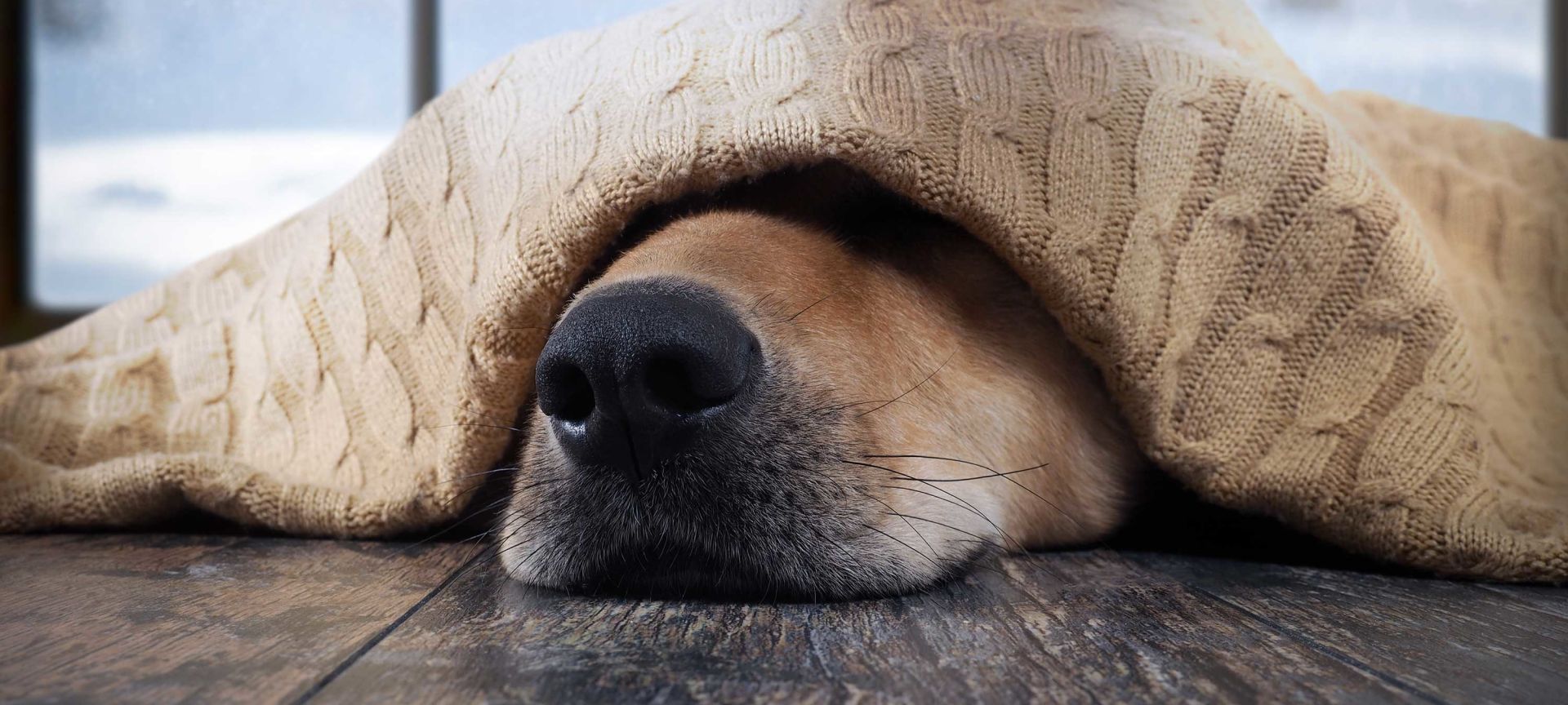 Dog Under a Blanket