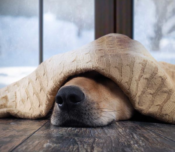 Dog Under a Blanket