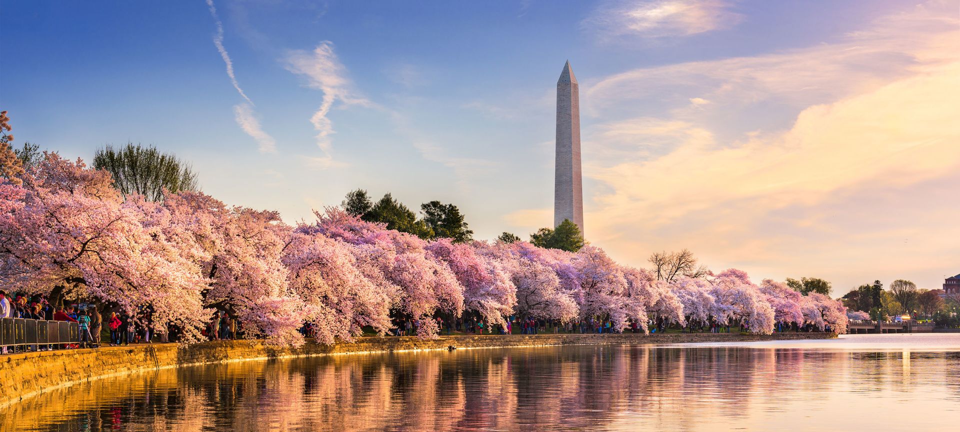 Cherry Blossoms in Washington DC