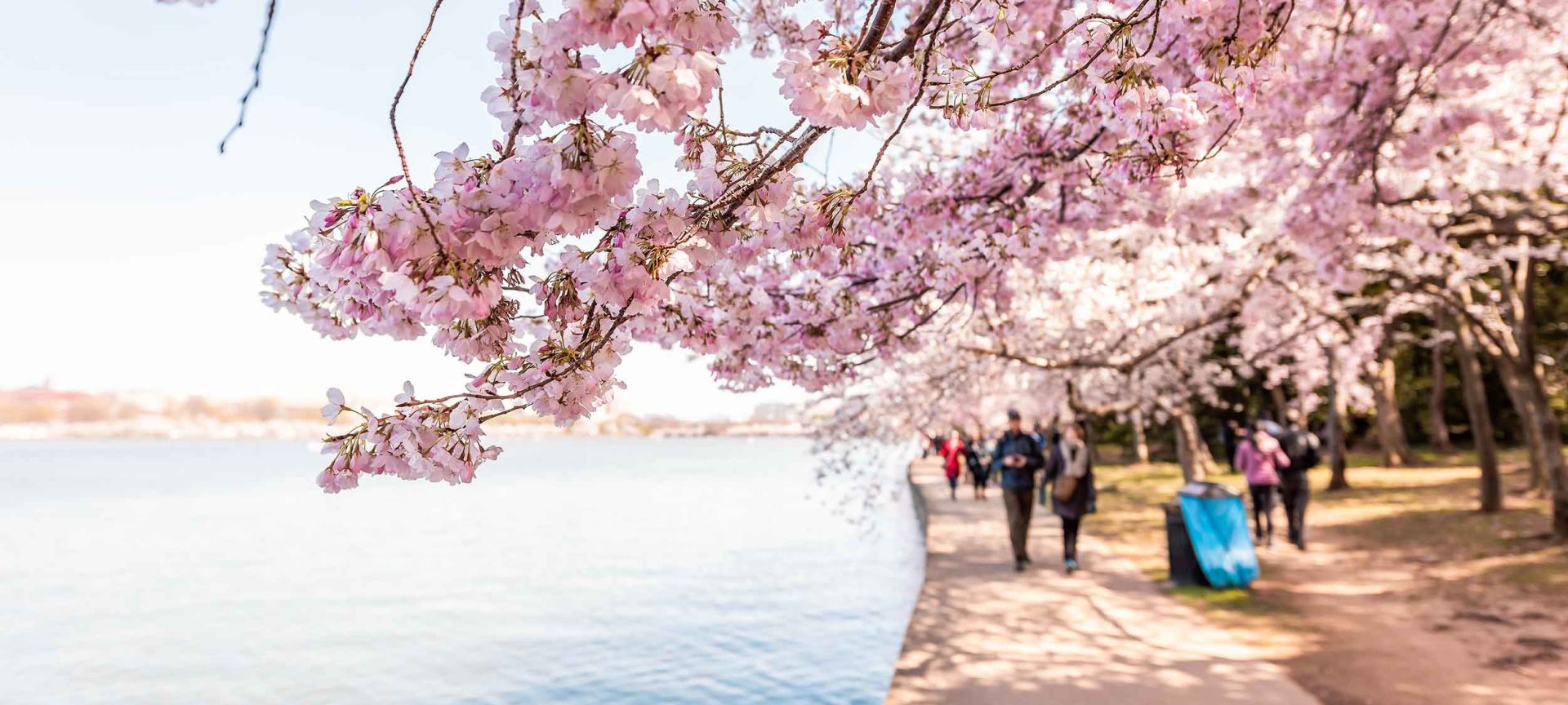 Its Cherry Blossom Season! - Victoria Regent Waterfront Hotel & Suites